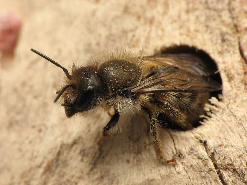 Mason Bee