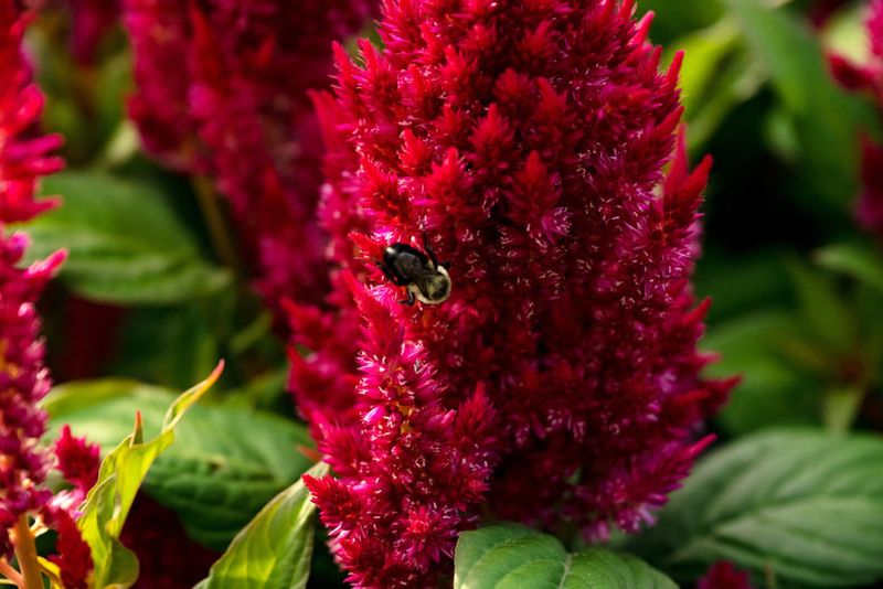 Celosia