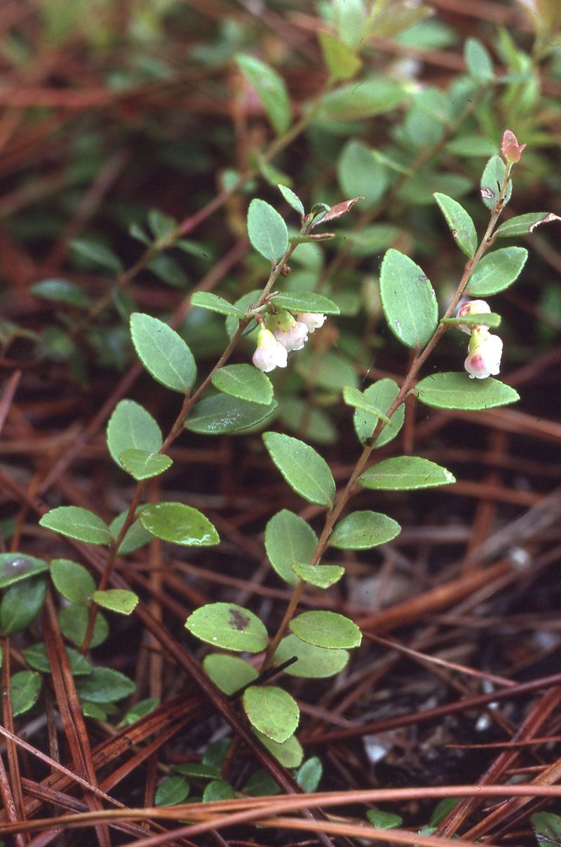 Creeping Blueberry (Vaccinium crassifolium)