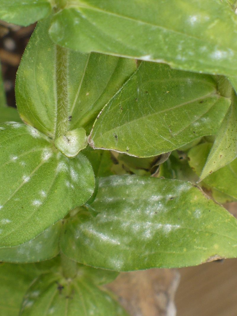 Ignoring Powdery Mildew Creeping Up the Leaves