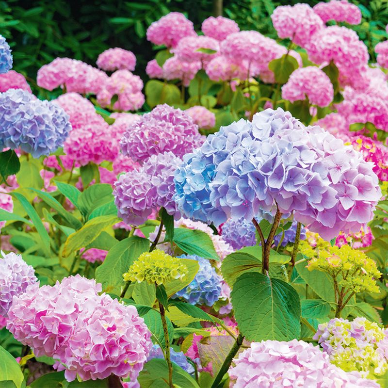 Avoid shortcuts that promise larger flower heads