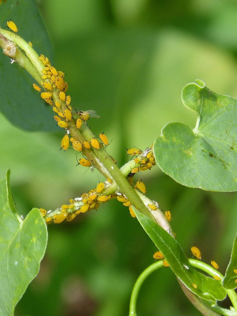 Sticky Residue And Clustered Aphids On New Growth