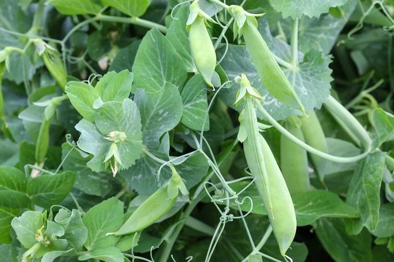 Do Not Fertilize a Leafy Crop by Guesswork