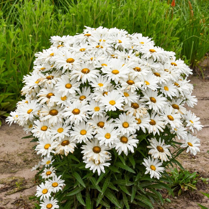 Shasta Daisy (Leucanthemum)