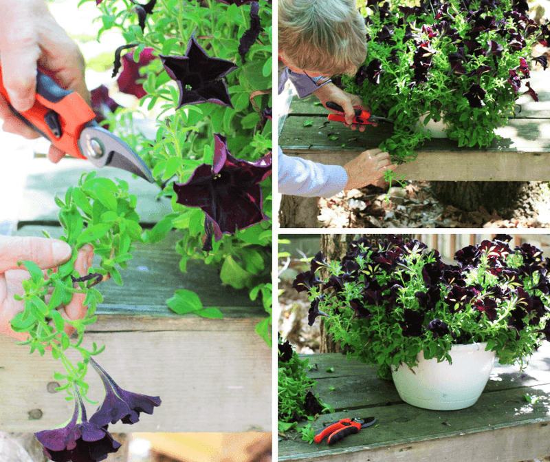 Shorten leggy stems without stripping away the plant