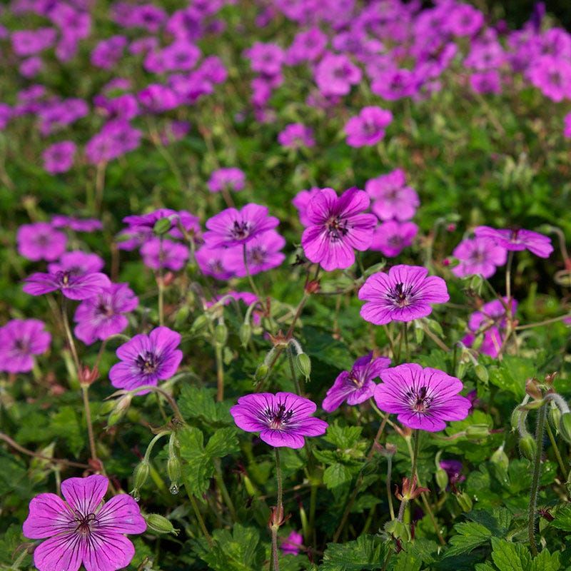 Hardy Geranium (Cranesbill)