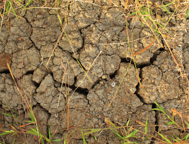 Compacted Or Poorly Draining Soil