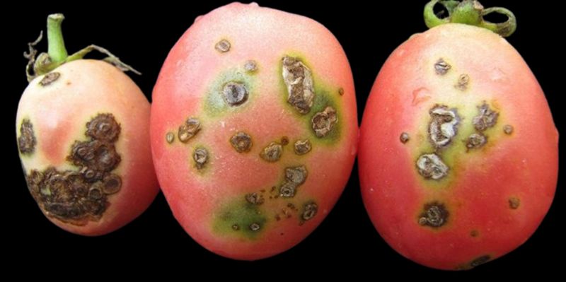 Bacterial Spot