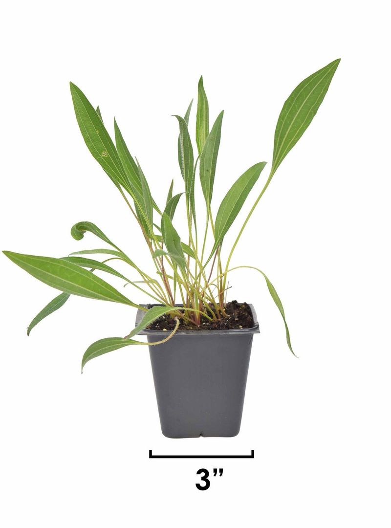 Shallow Containers That Dry Out by Noon