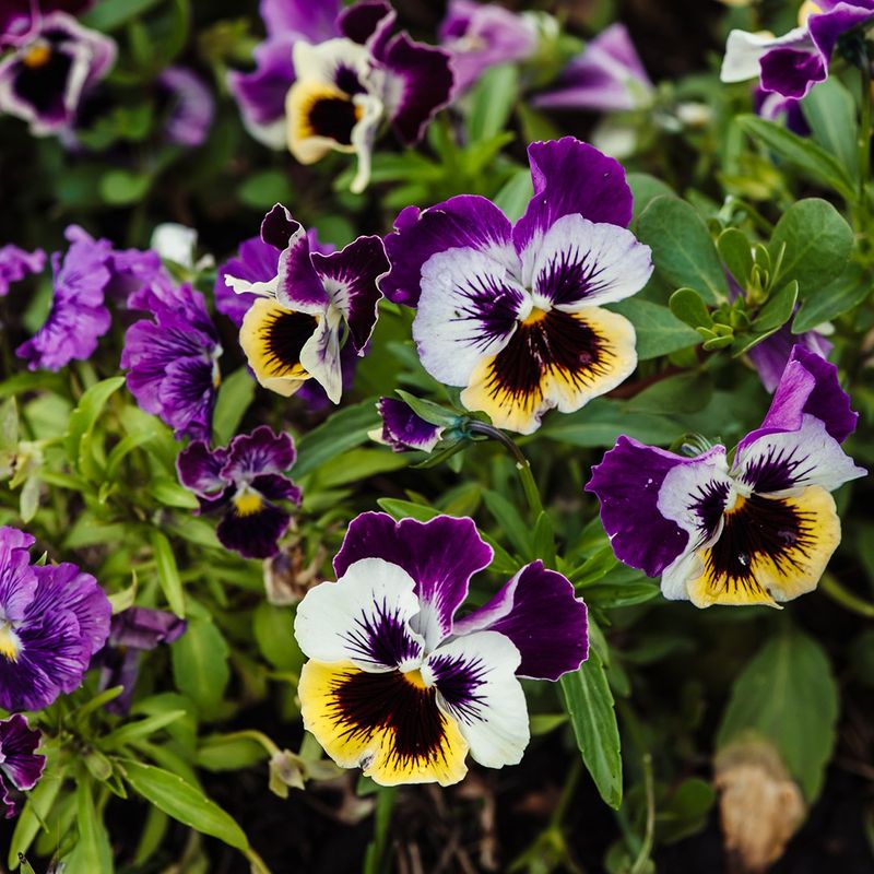 Pansies (The Ones To Skip)