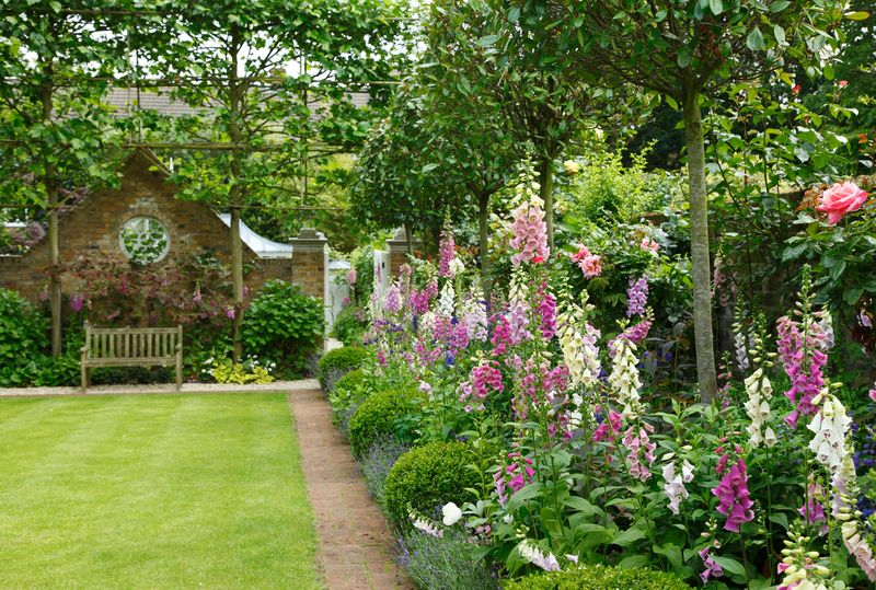 Foxglove