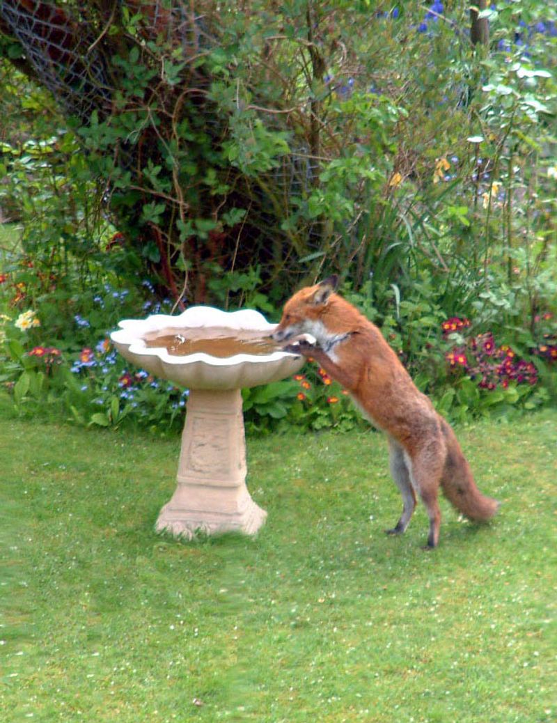 Its menu reflects opportunity, not a backyard pest-control service