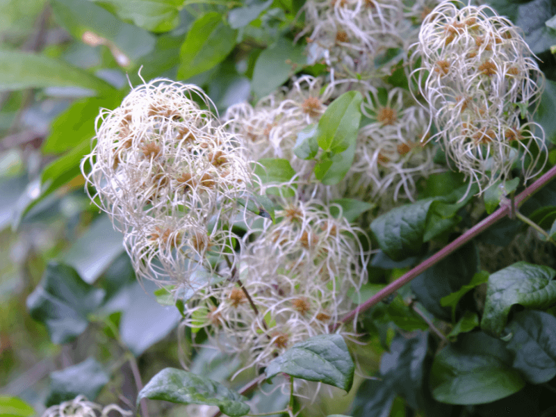 Lush growth can signal overfeeding, but it cannot prove it