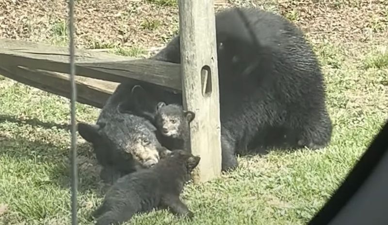 Give cubs and stress signals extra space
