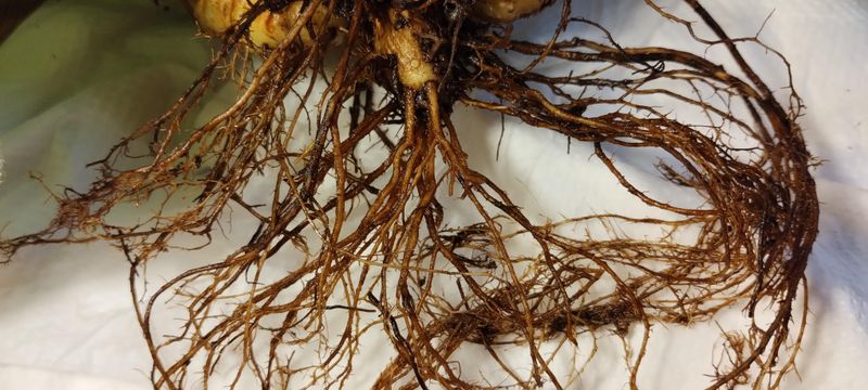 Root Diseases