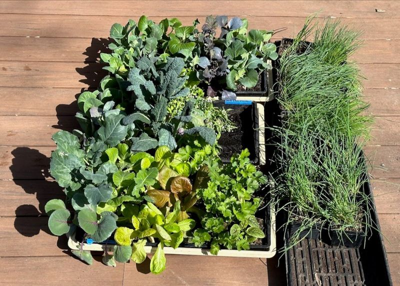 Harden and establish plants without adding avoidable stress