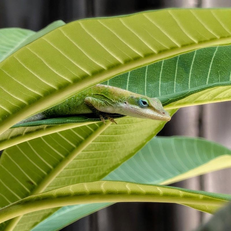 Leave the Wild Visitor to Choose Its Own Perch
