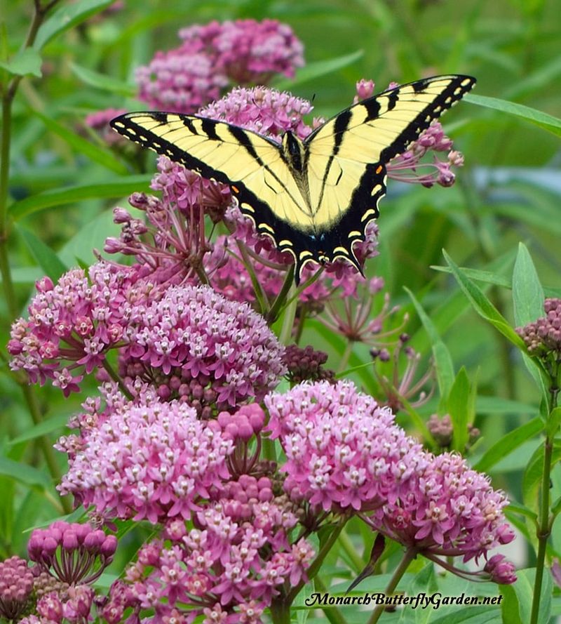 Swamp Milkweed