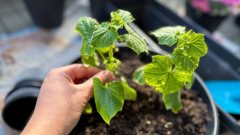 Bush Cucumbers