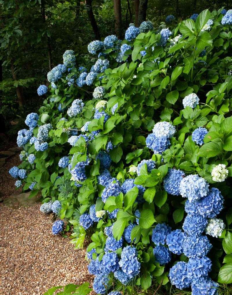 Check The Sunlight And Move Plants Stuck In Shade