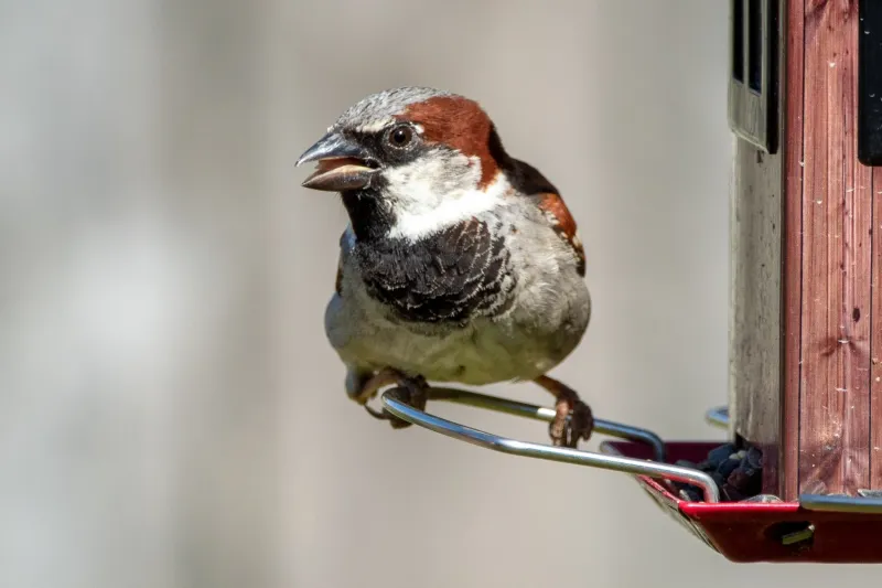 House Sparrow