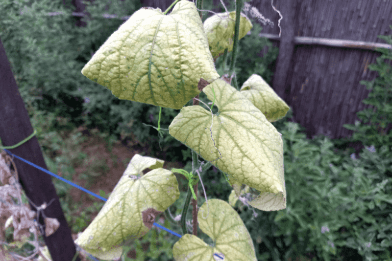 Underwatering
