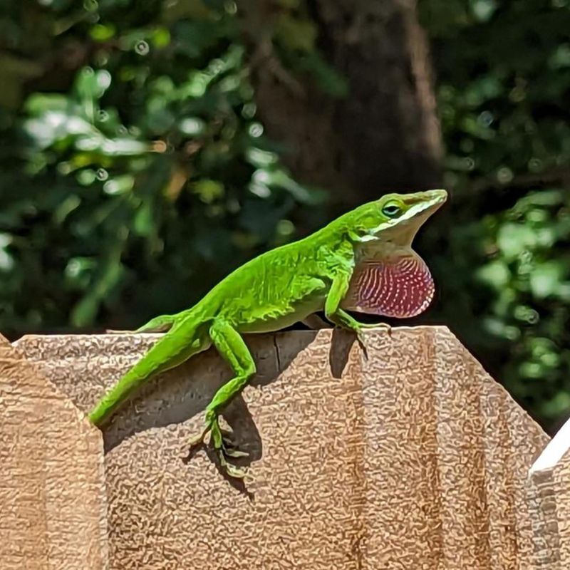 The two lizard groups use different parts of the yard