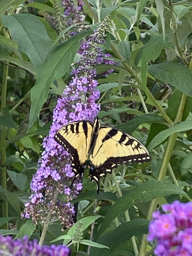 Butterfly bush offers nectar without supplying the whole butterfly life cycle