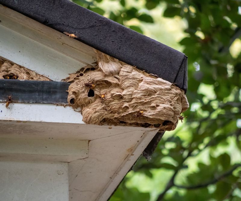Removal is a risk-management job, not a spraying reflex