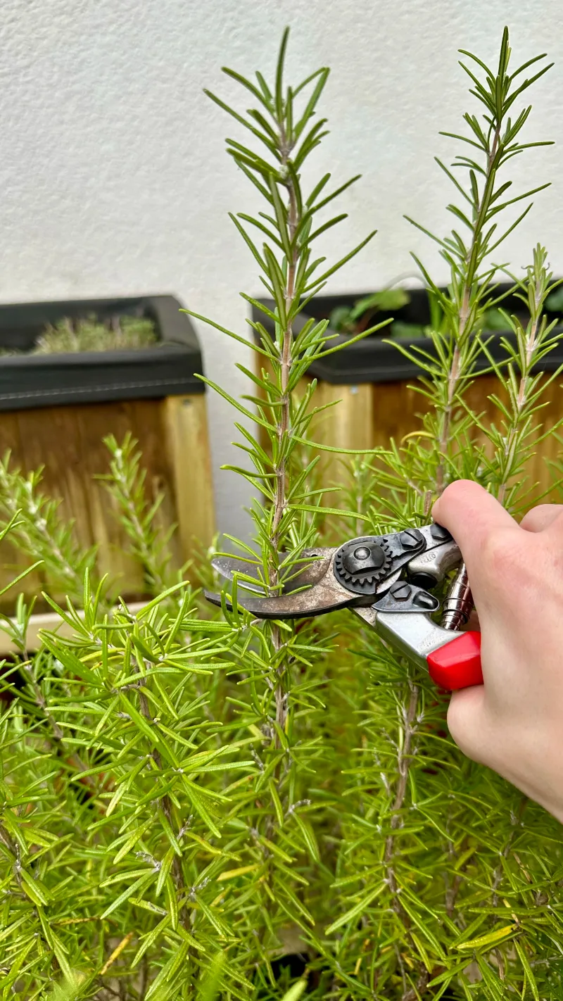 Choose healthy, leafy shoots