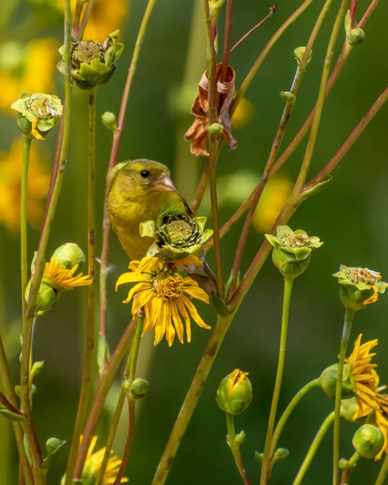 Native Sunflowers
