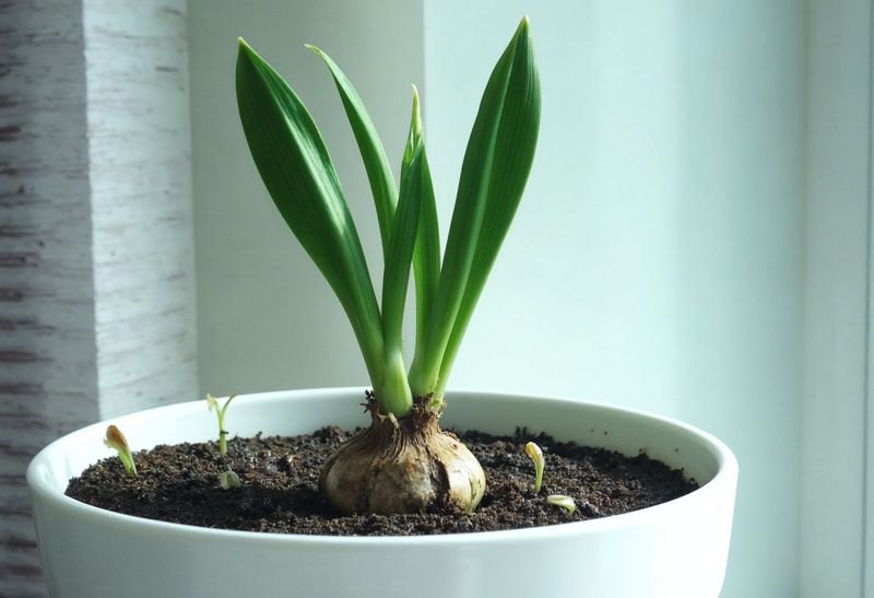 Overwatering or Poor Drainage