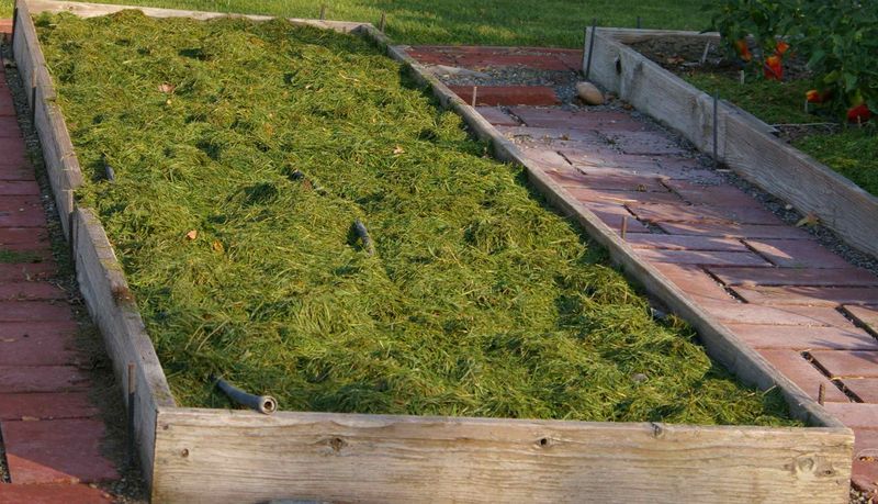 Mulch With Grass Clippings for a Slow Nitrogen Trickle