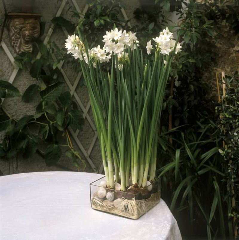 Paperwhites