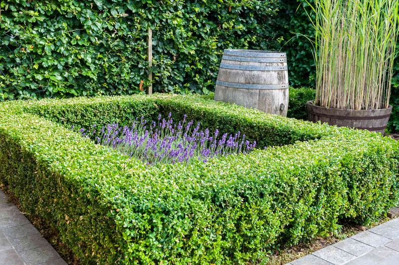 Boxwood