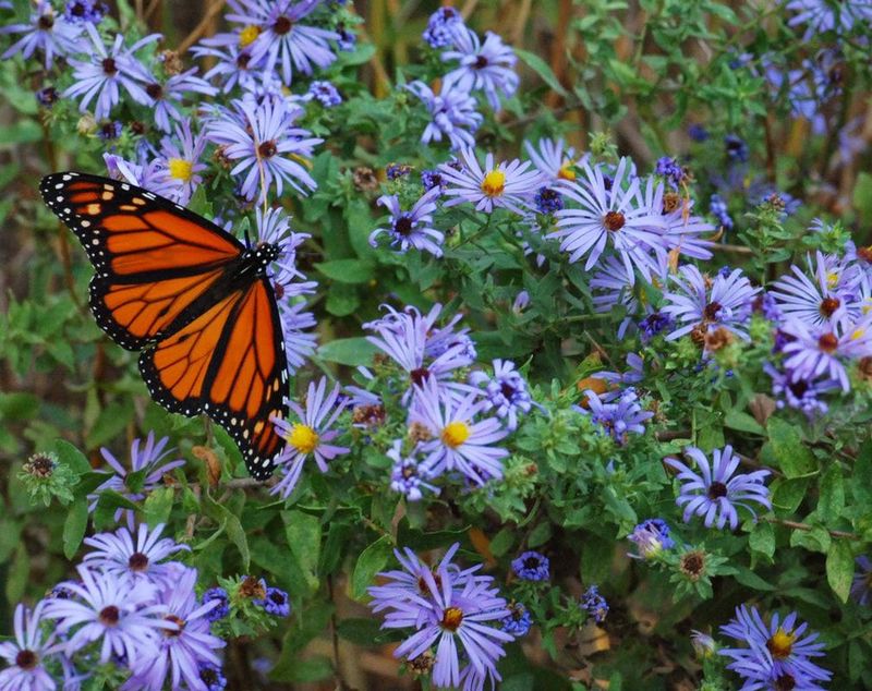 Asters