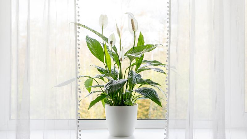 Start with brighter, gentler conditions