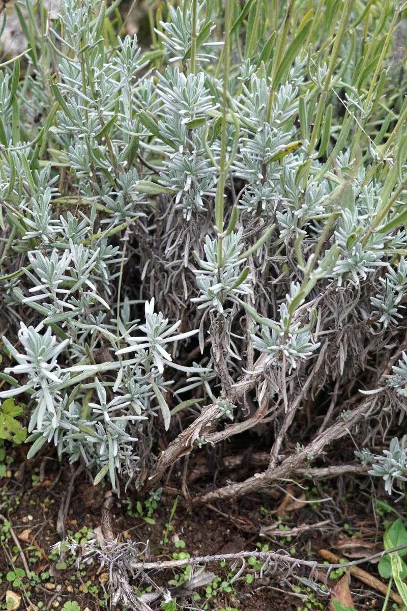 An aged or stressed plant may need replacement