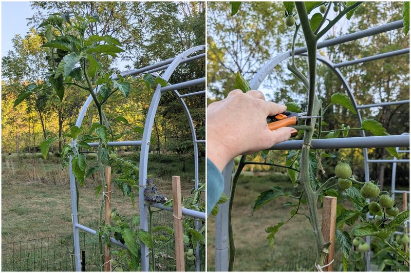 Use local frost timing to choose when to act