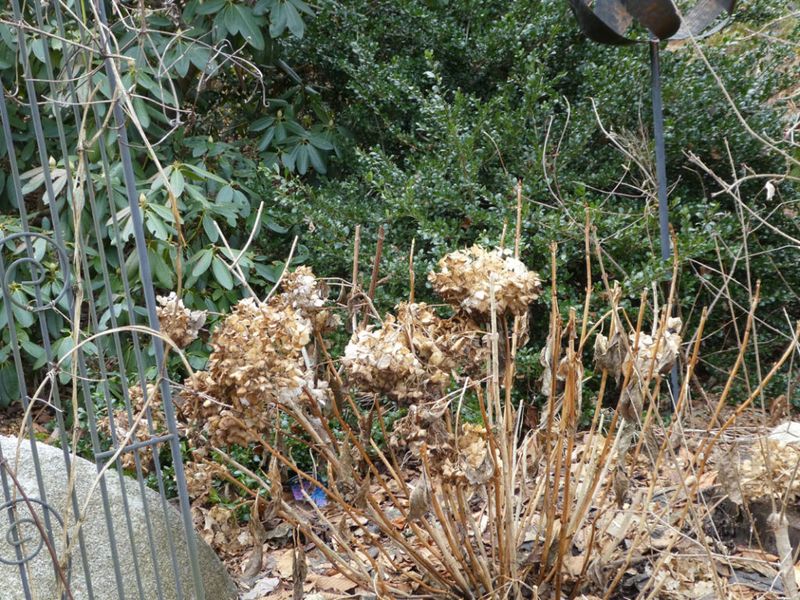 Pruning Old-Wood Hydrangeas in Winter or Early Spring