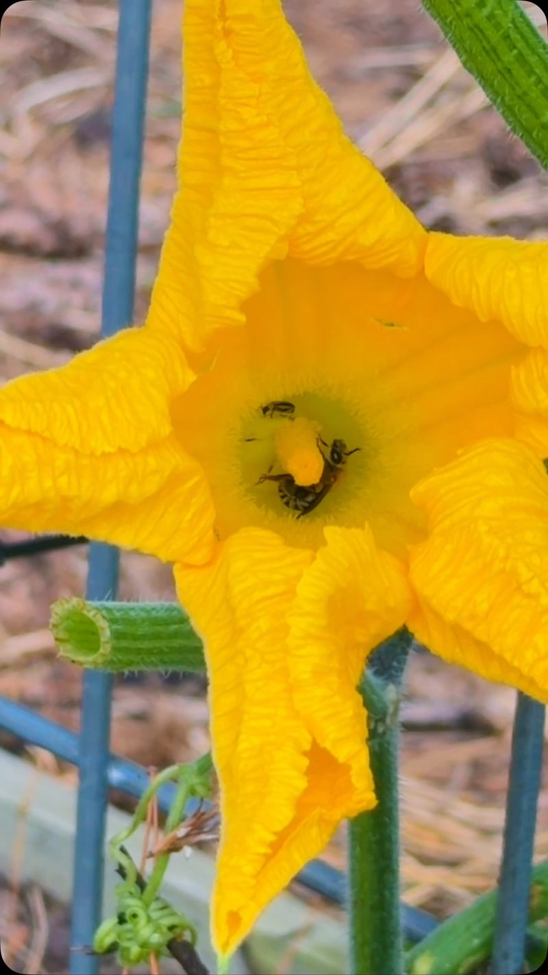 Check the flowers during the next morning bloom