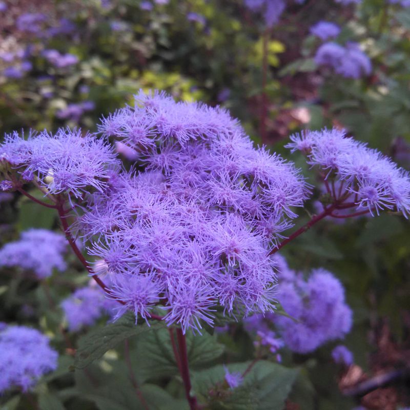 Blue-purple flowers extend the garden’s season