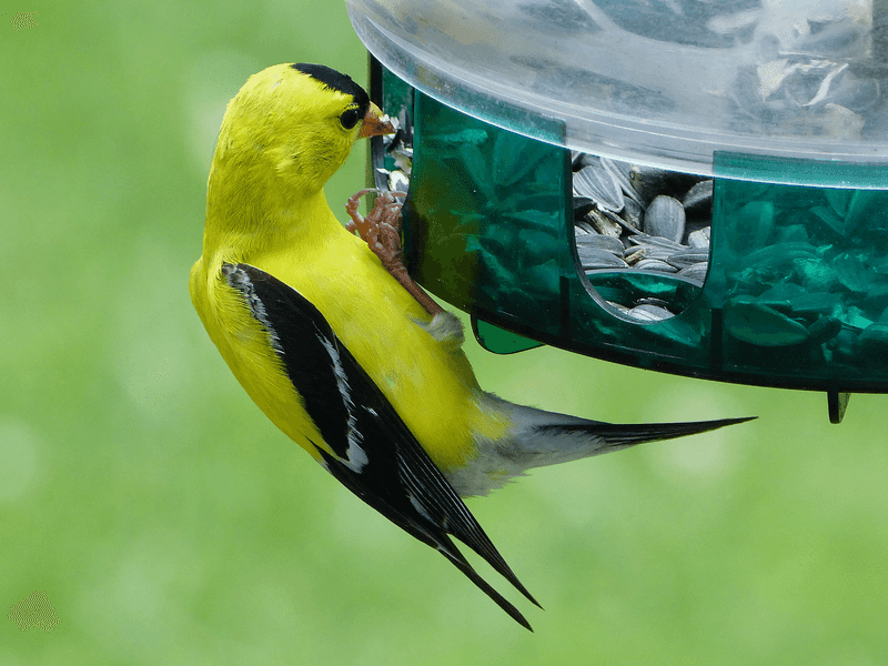 American Goldfinch