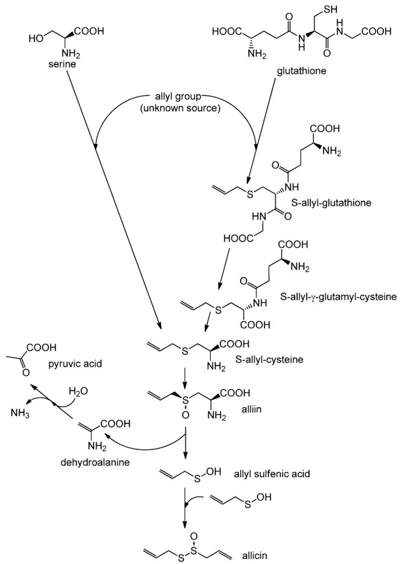 Allicin acts like a plant-defense chemical