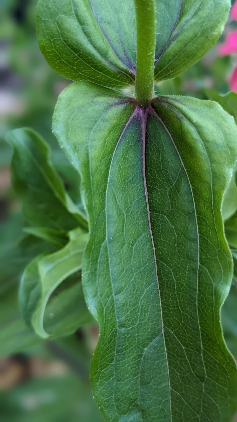 Reddish Or Purple Tint On Leaf Undersides