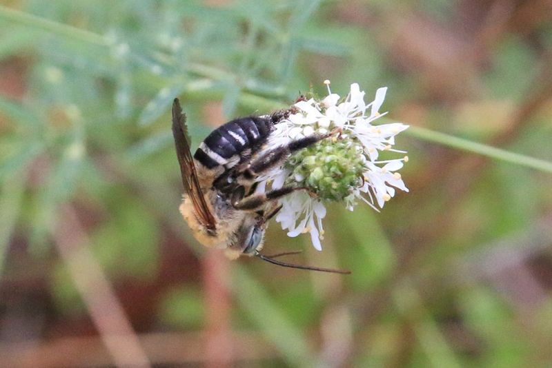 Oblique Longhorn Bee