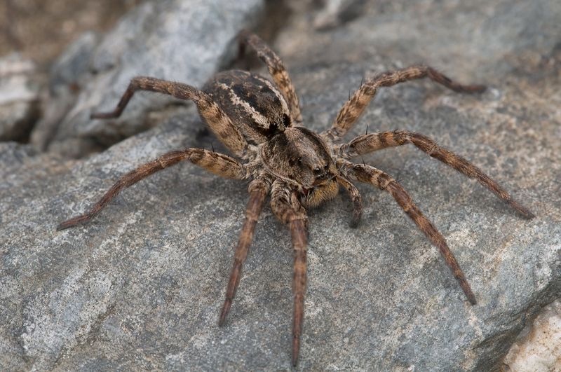 Use several clues to assess a possible wolf spider