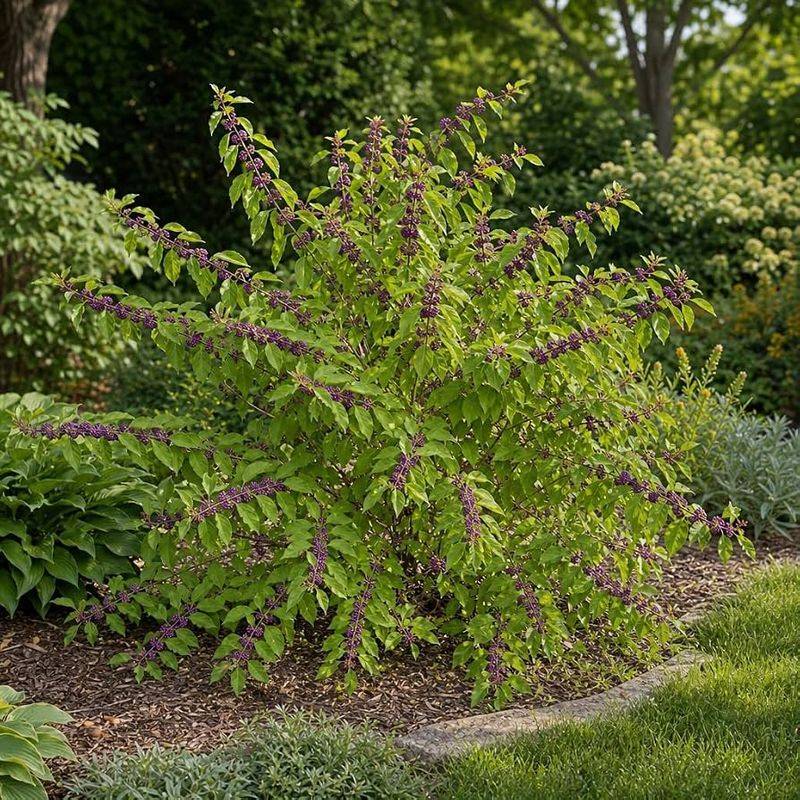 Low Maintenance and Drought-Tolerant