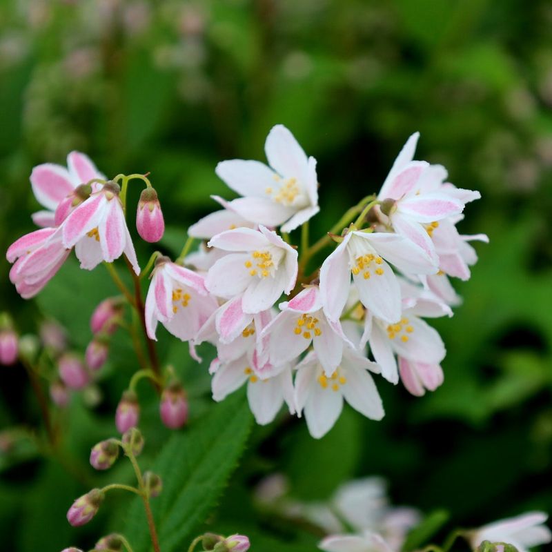 Deutzia