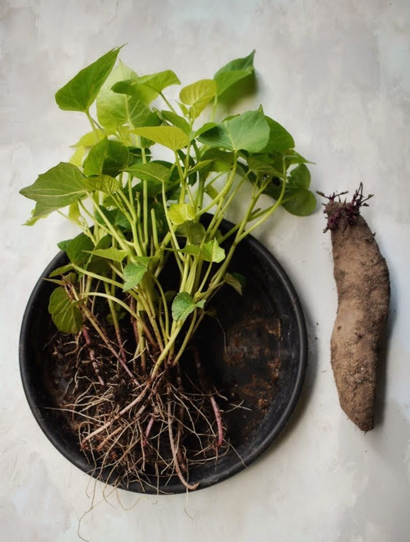 How much foliage can the root crop spare?